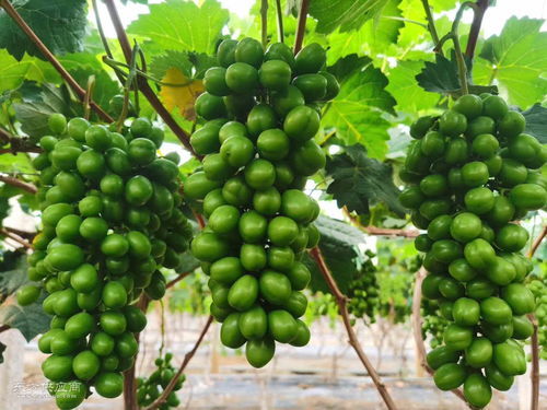 海南熱帶水果采購指南 如何尋找聲譽良好的熱帶水果廠家及產品圖片